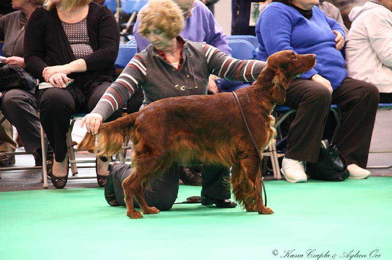 Crufts2011 357.jpg